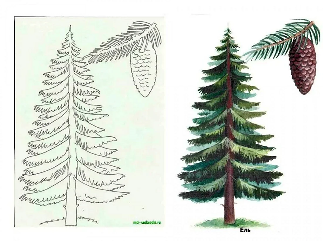 Как нарисовать елку в лесу.